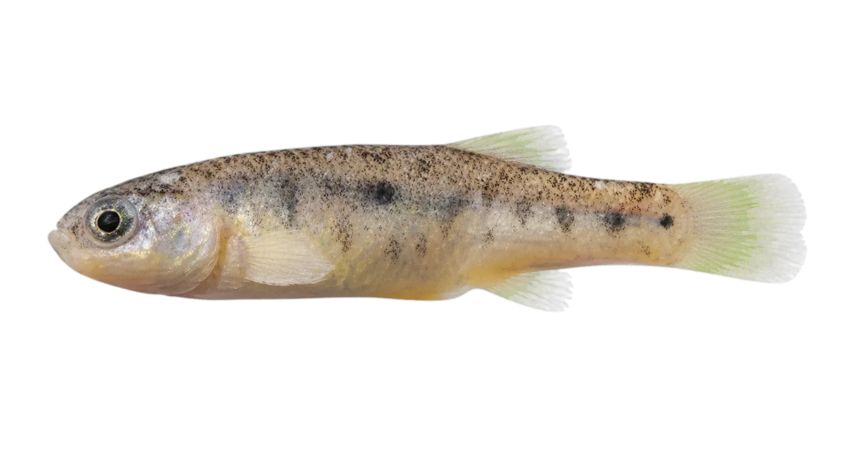 Esmaeilius isfahanensis (Esmaeilius isfahanensis) specimen