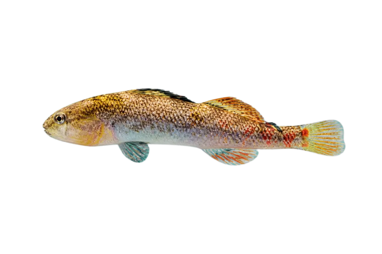 Highland Rim darter (Etheostoma kantuckeense) specimen