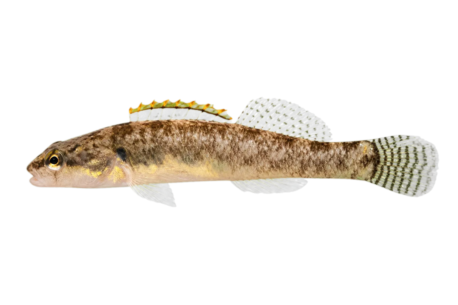 Stripetail darter (Etheostoma kennicotti) specimen