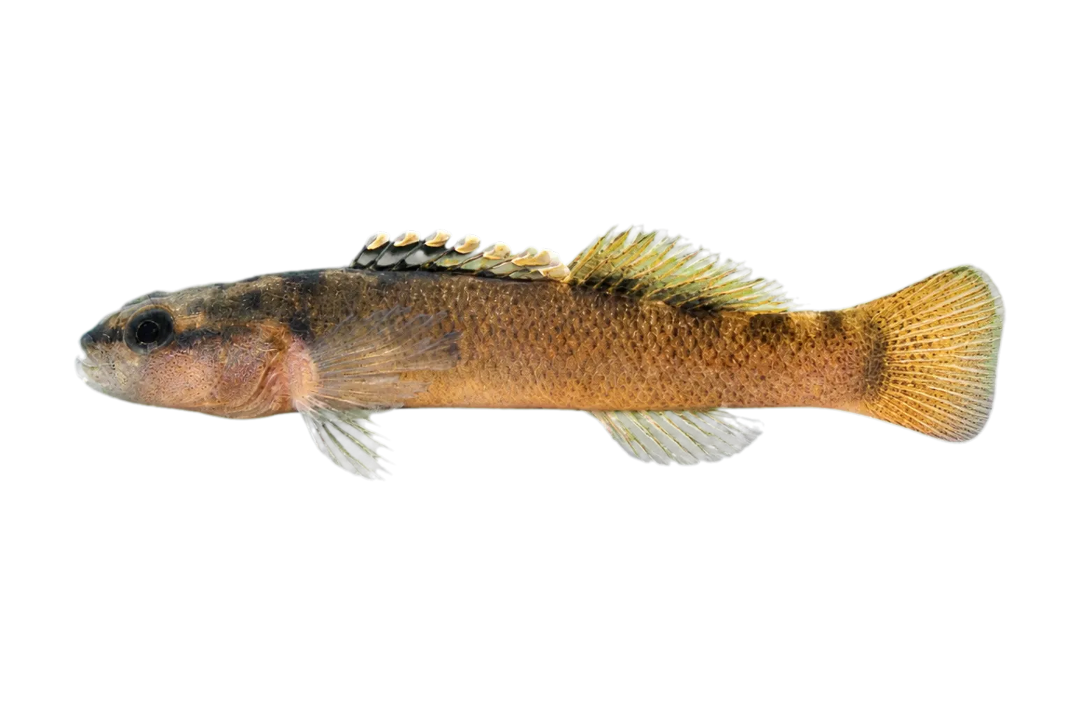 Duskytail darter (Etheostoma percnurum) specimen