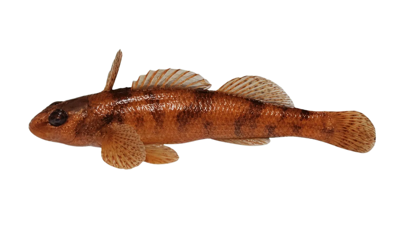 Maryland darter (Etheostoma sellare) specimen