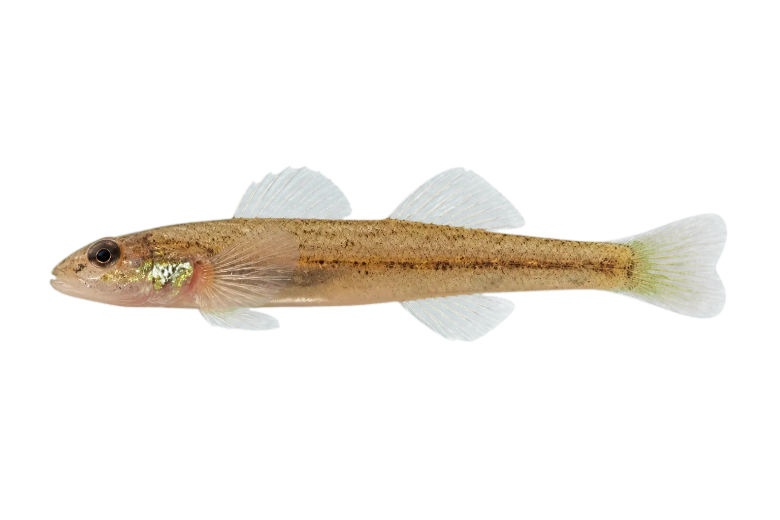 Glassy darter (Etheostoma vitreum) specimen