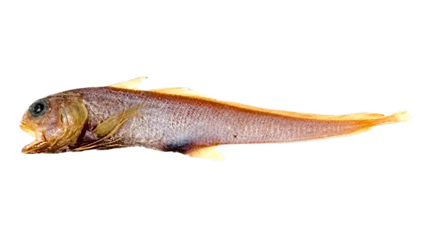 Eucla cod (Euclichthys polynemus) specimen