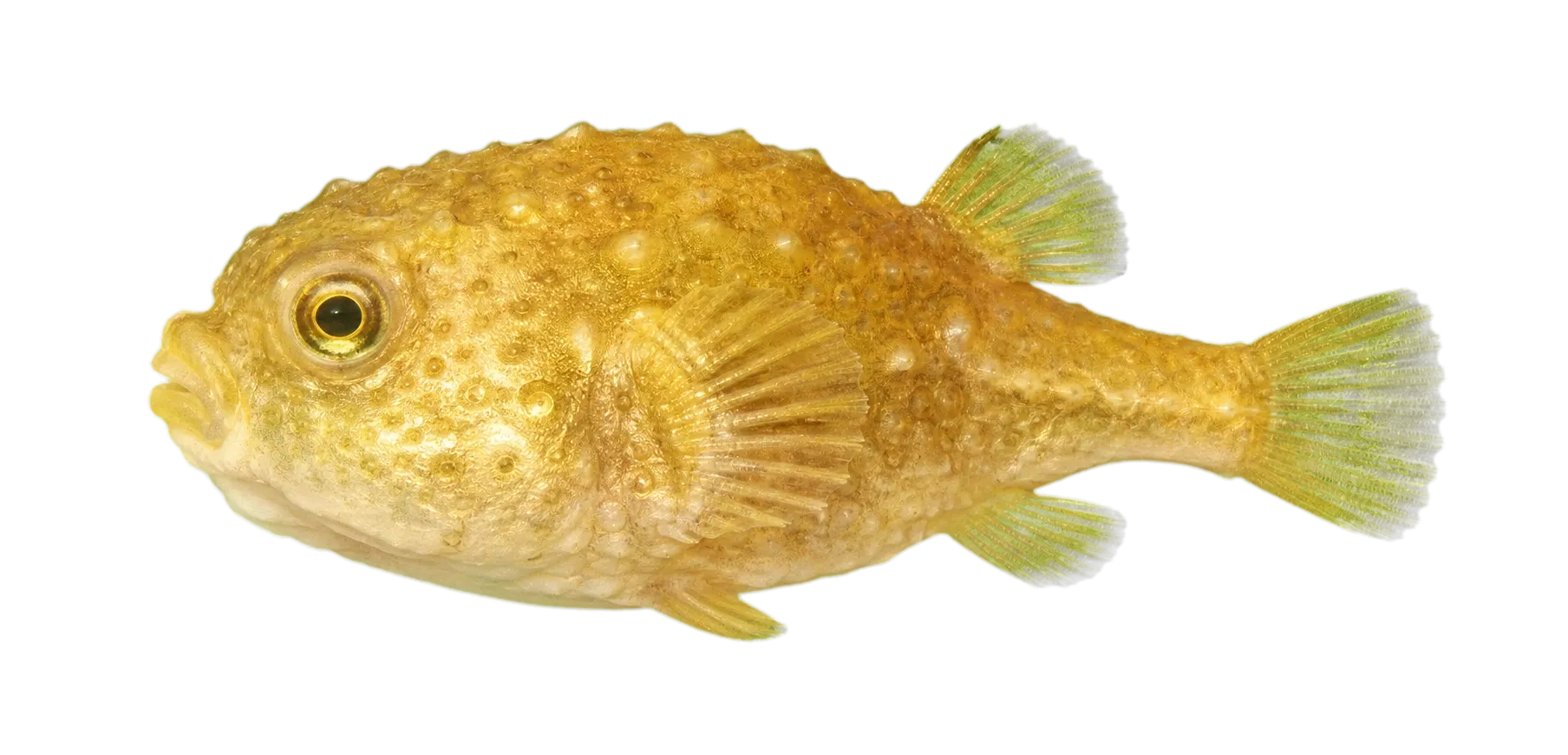 Siberian lumpsucker (Eumicrotremus asperrimus) specimen