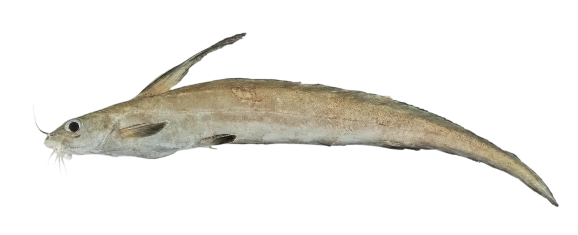 Euristhmus sandrae (Euristhmus sandrae) specimen