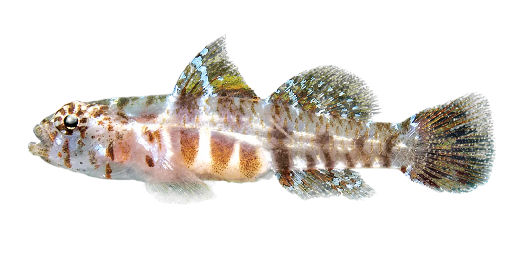 Inconsistent dwarfgoby (Eviota asymbasia) specimen