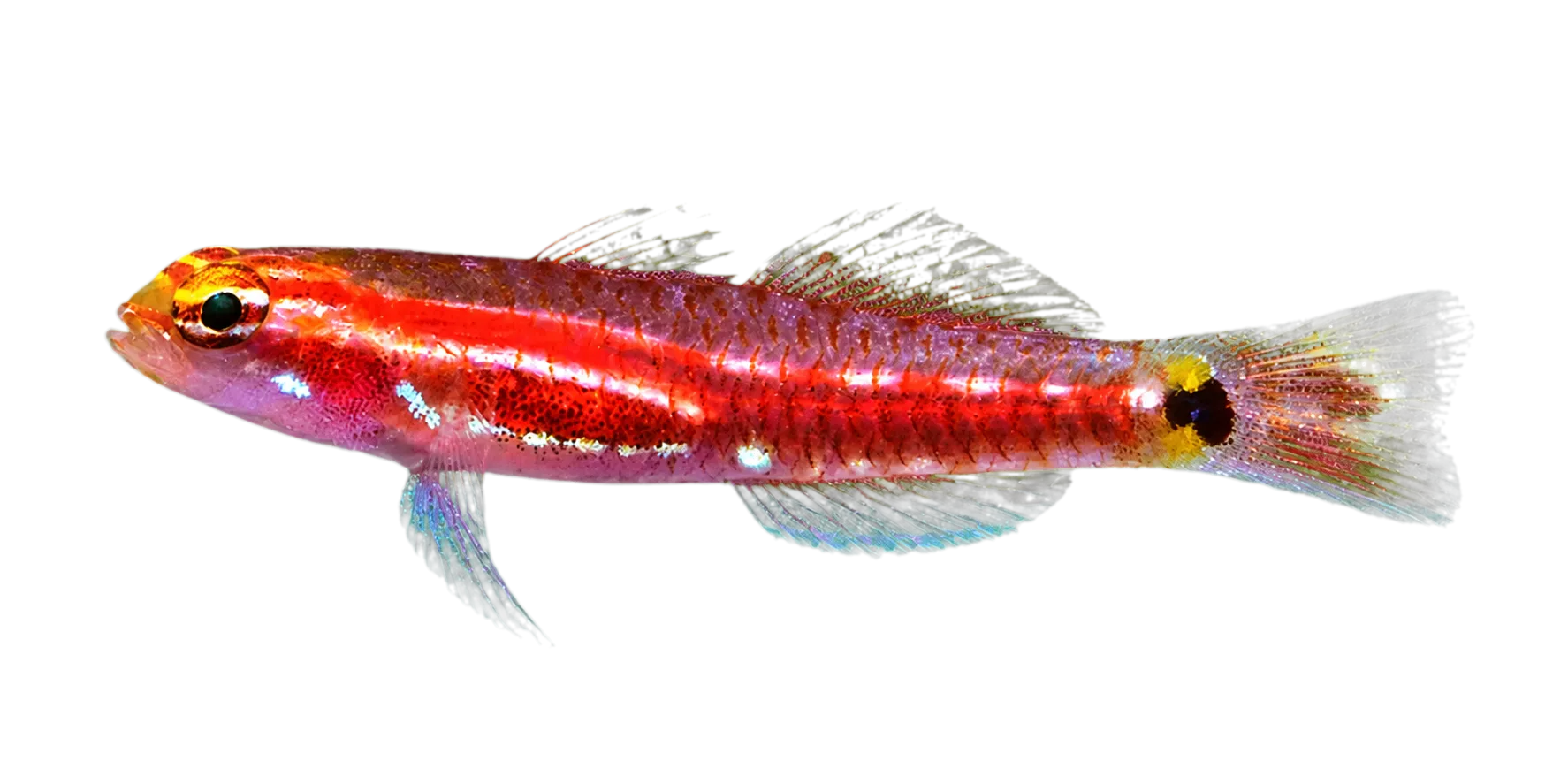 Tiene’s dwarfgoby (Eviota gunawanae) specimen