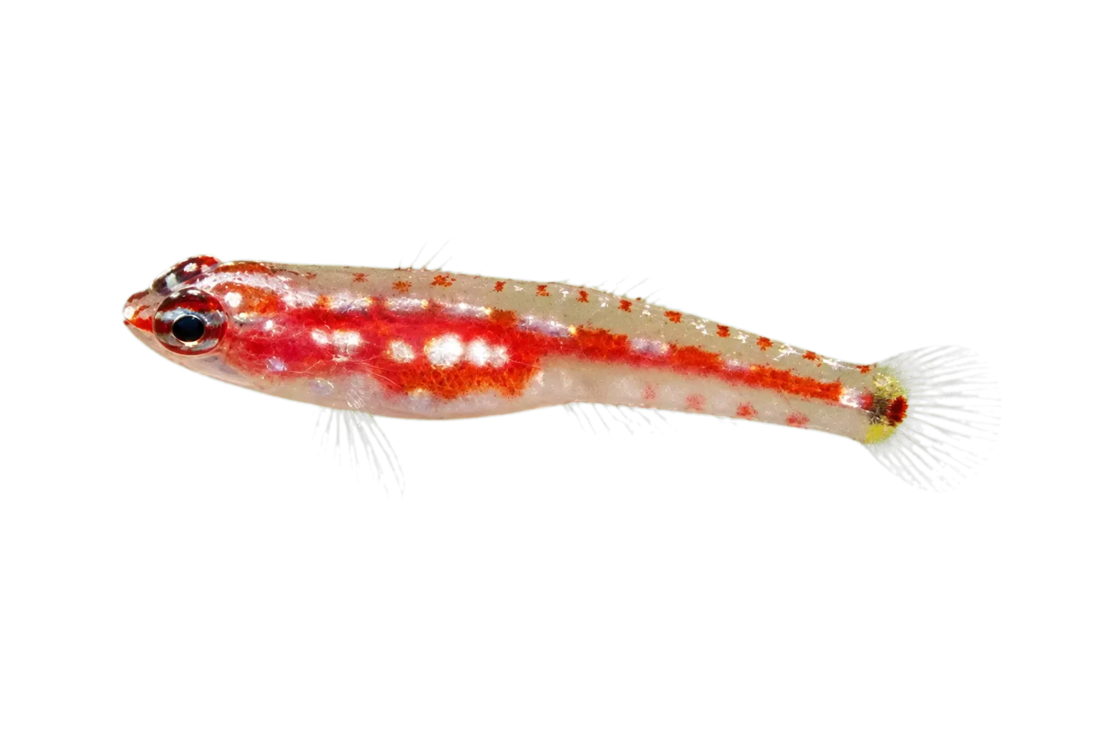 zebra dwarfgoby (Eviota zebrina) specimen