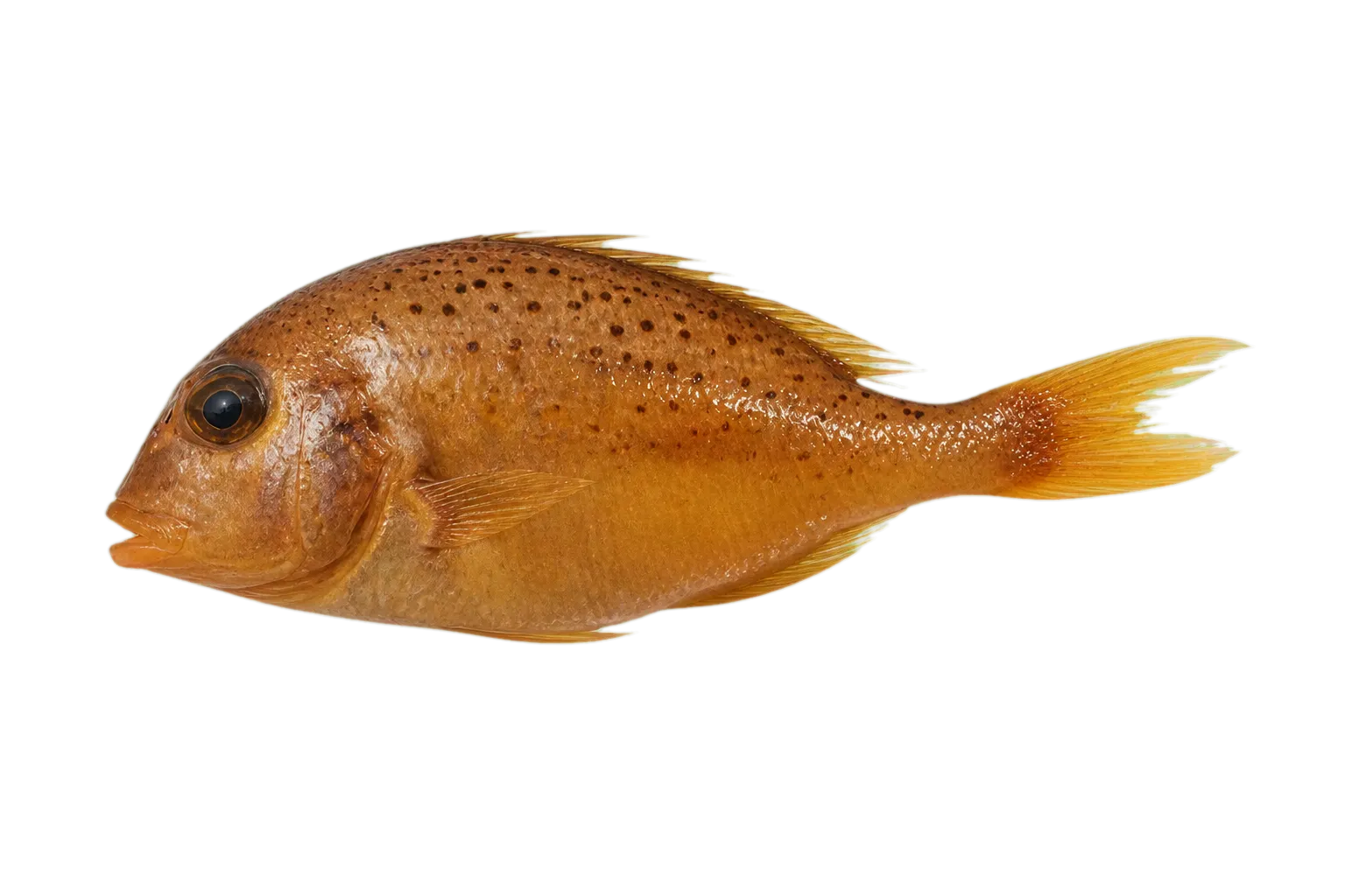 Bluespotted seabream (Evynnis ehrenbergii) specimen