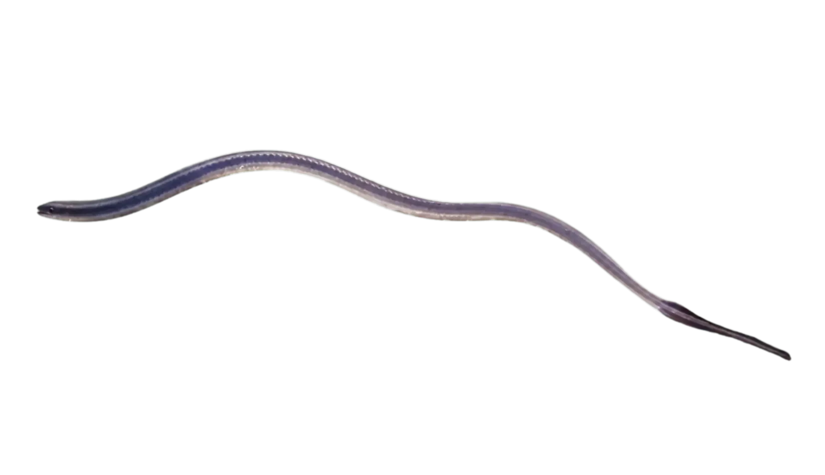 Facciola's sorcerer (Facciolella oxyrhynchus) specimen