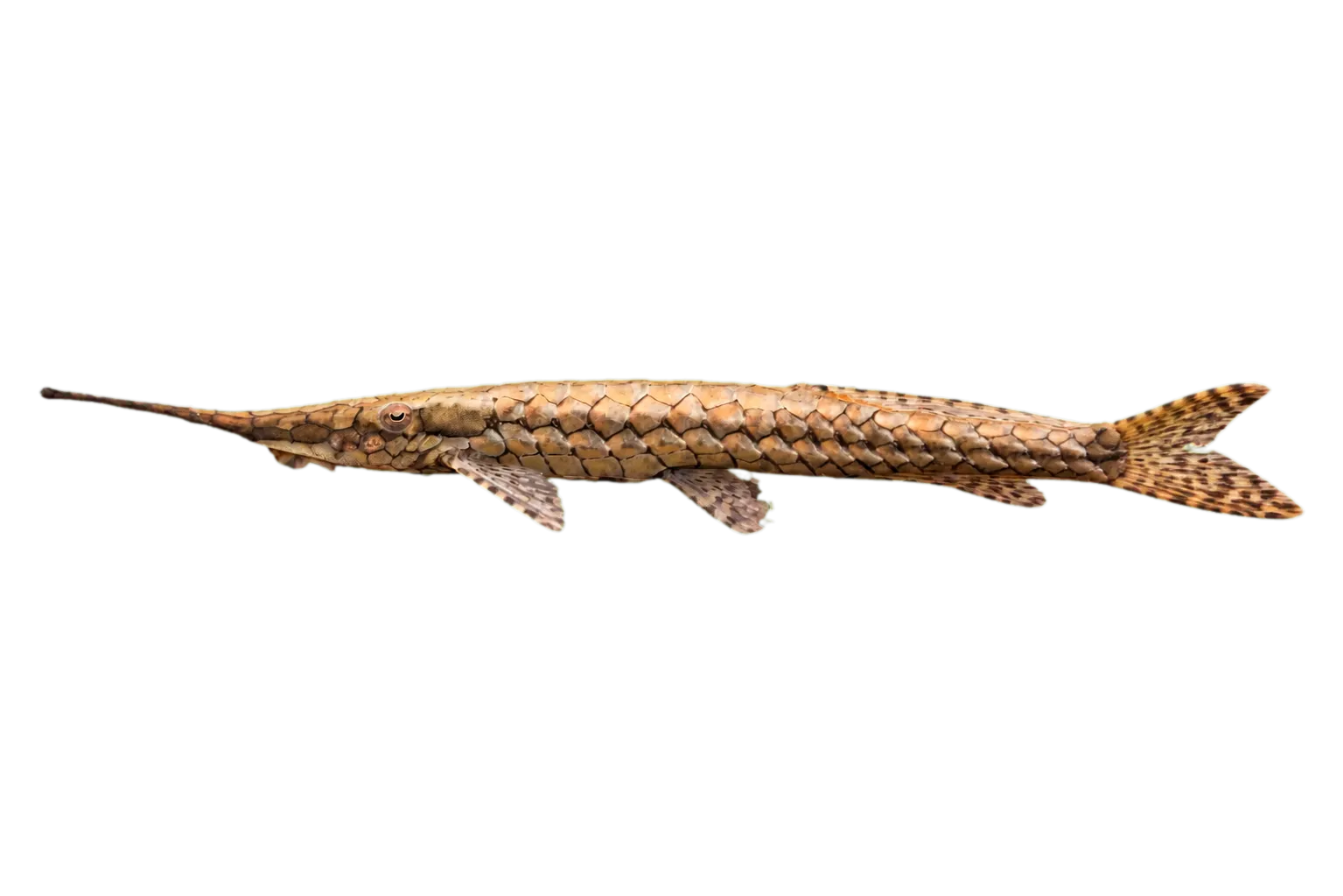 Farlowella oxyrryncha (Farlowella oxyrryncha) specimen