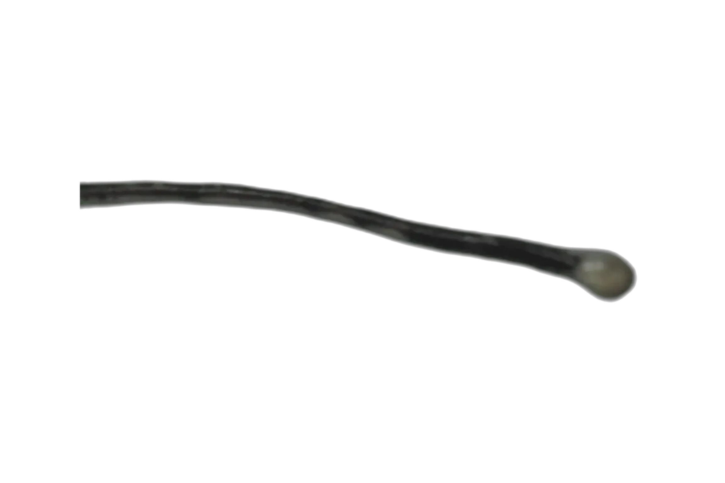 Longbarb dragonfish (Flagellostomias boureei) specimen