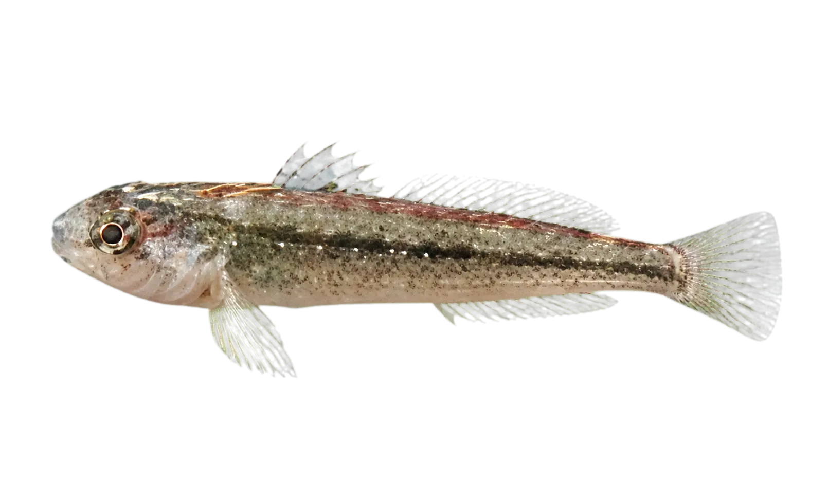 Common triplefin (Forsterygion lapillum) specimen