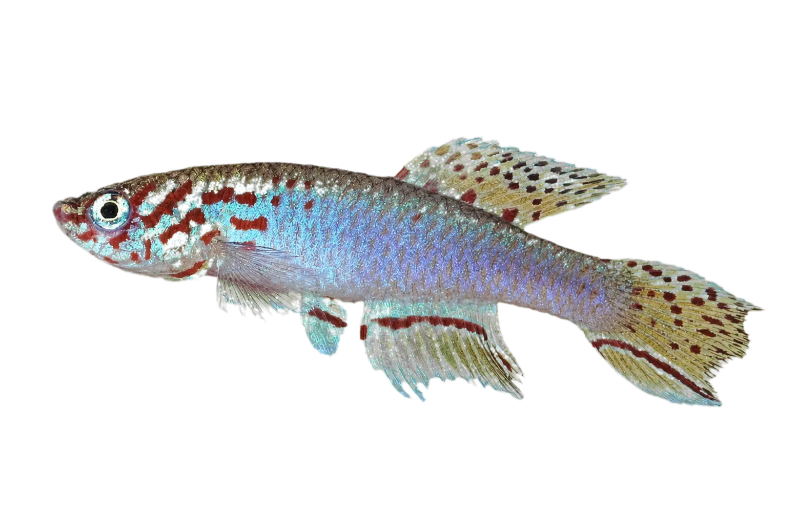 Plumed lyretail (Fundulopanchax filamentosus) specimen