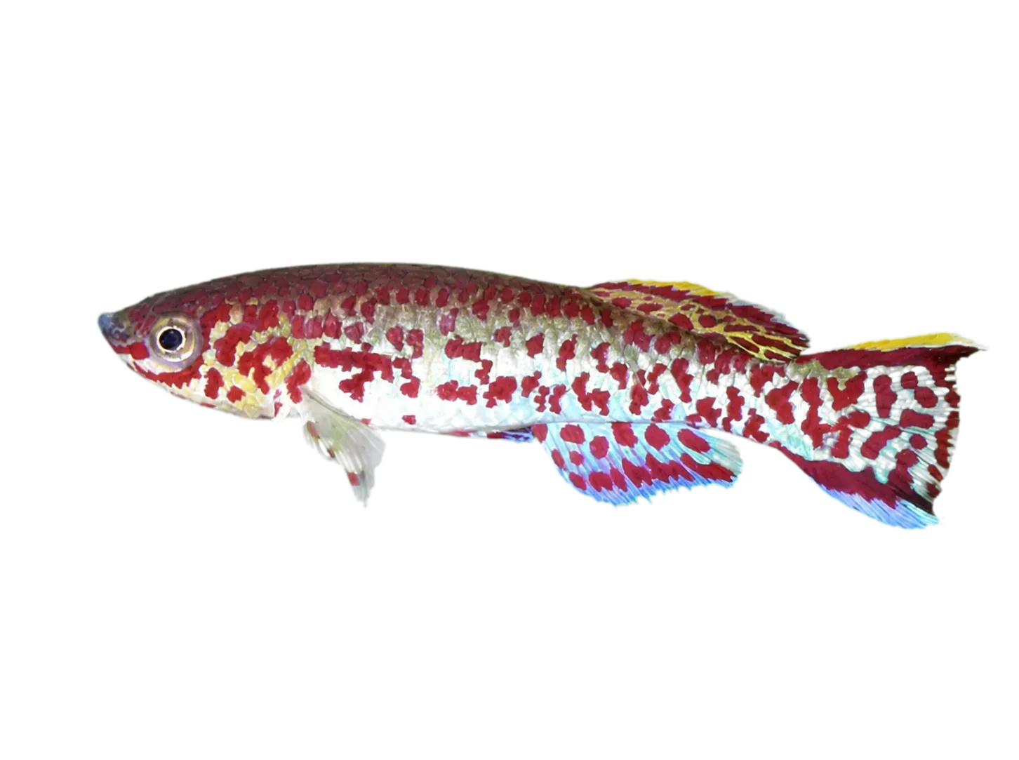 Blue lyretail (Fundulopanchax gardneri) specimen
