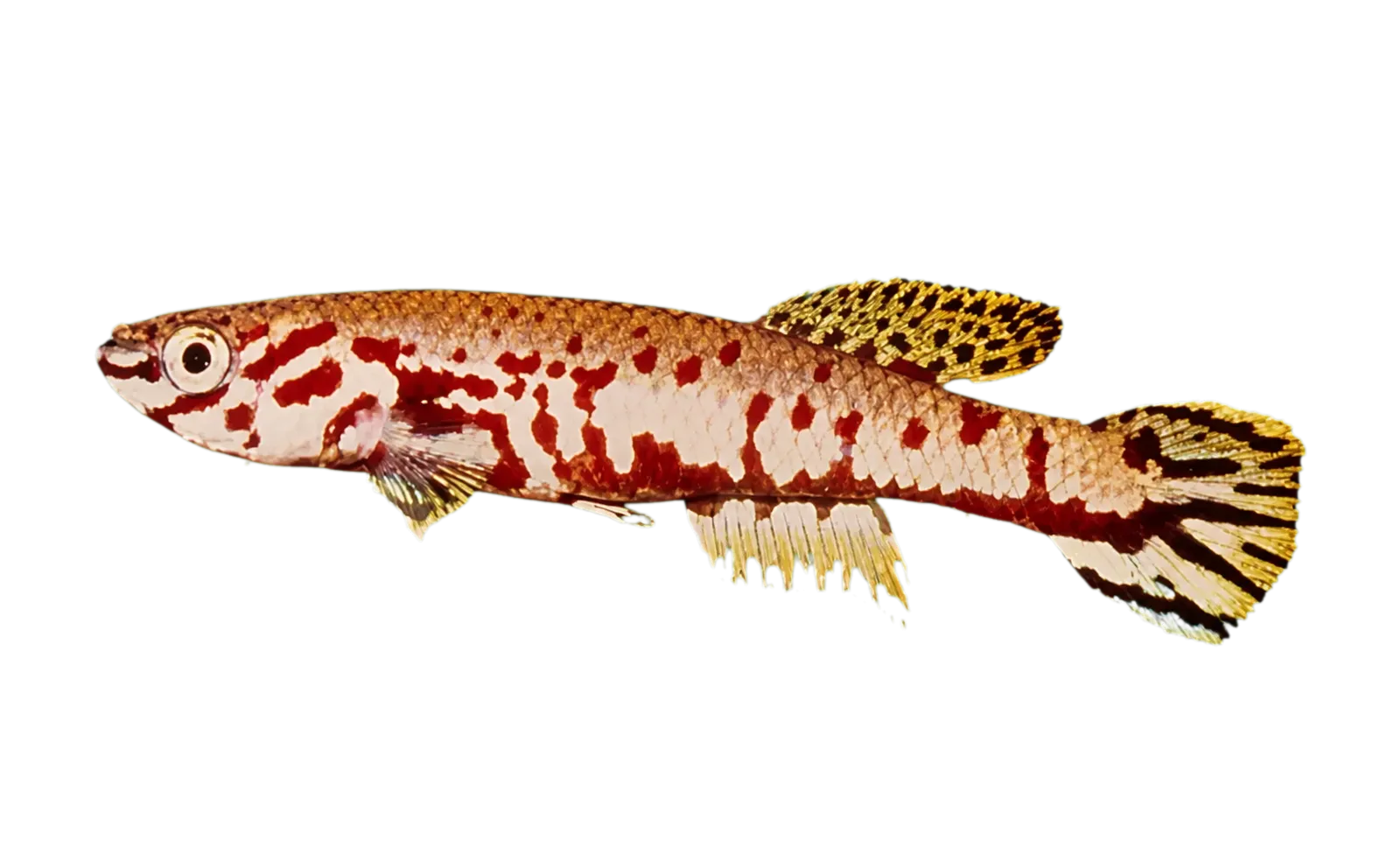 恩蒂底鰕鱂（Fundulopanchax ndianus）标本