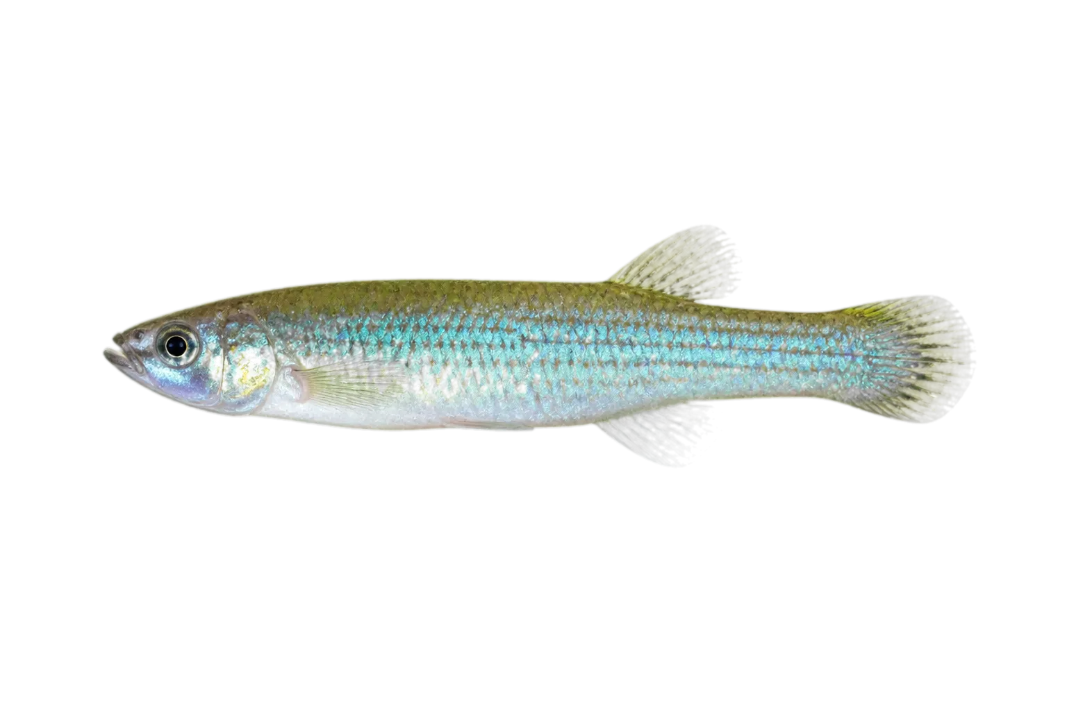 Fundulus cryptocatenatus（Fundulus cryptocatenatus）标本