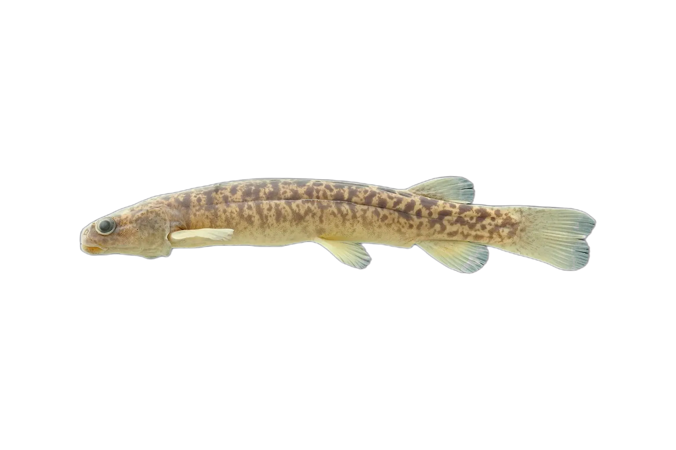 平頭南乳魚（Galaxias depressiceps）标本