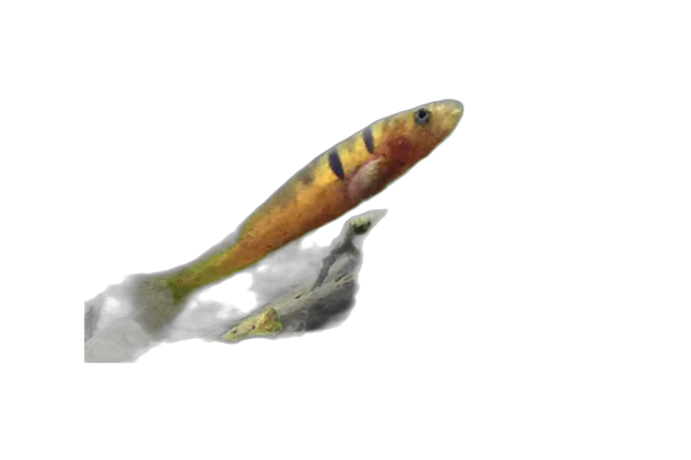 Barred Galaxias (Galaxias fuscus) specimen