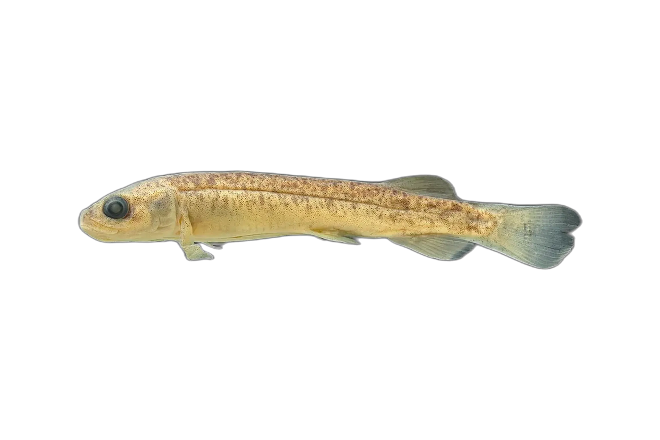 大洋洲南乳魚（Galaxias gollumoides）标本
