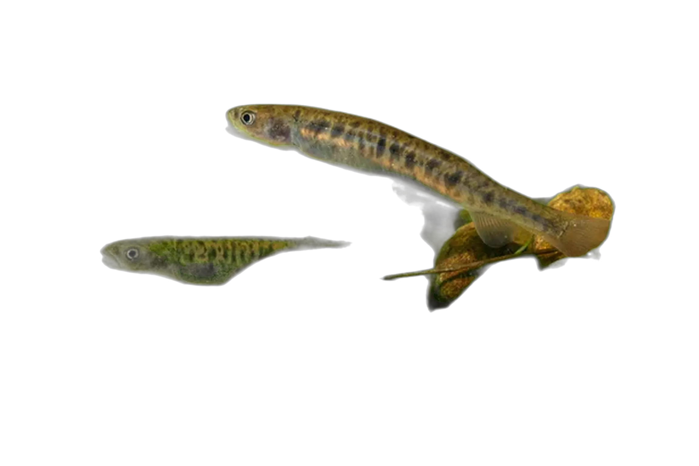 McDowall’s Galaxias (Galaxias mcdowalli) specimen