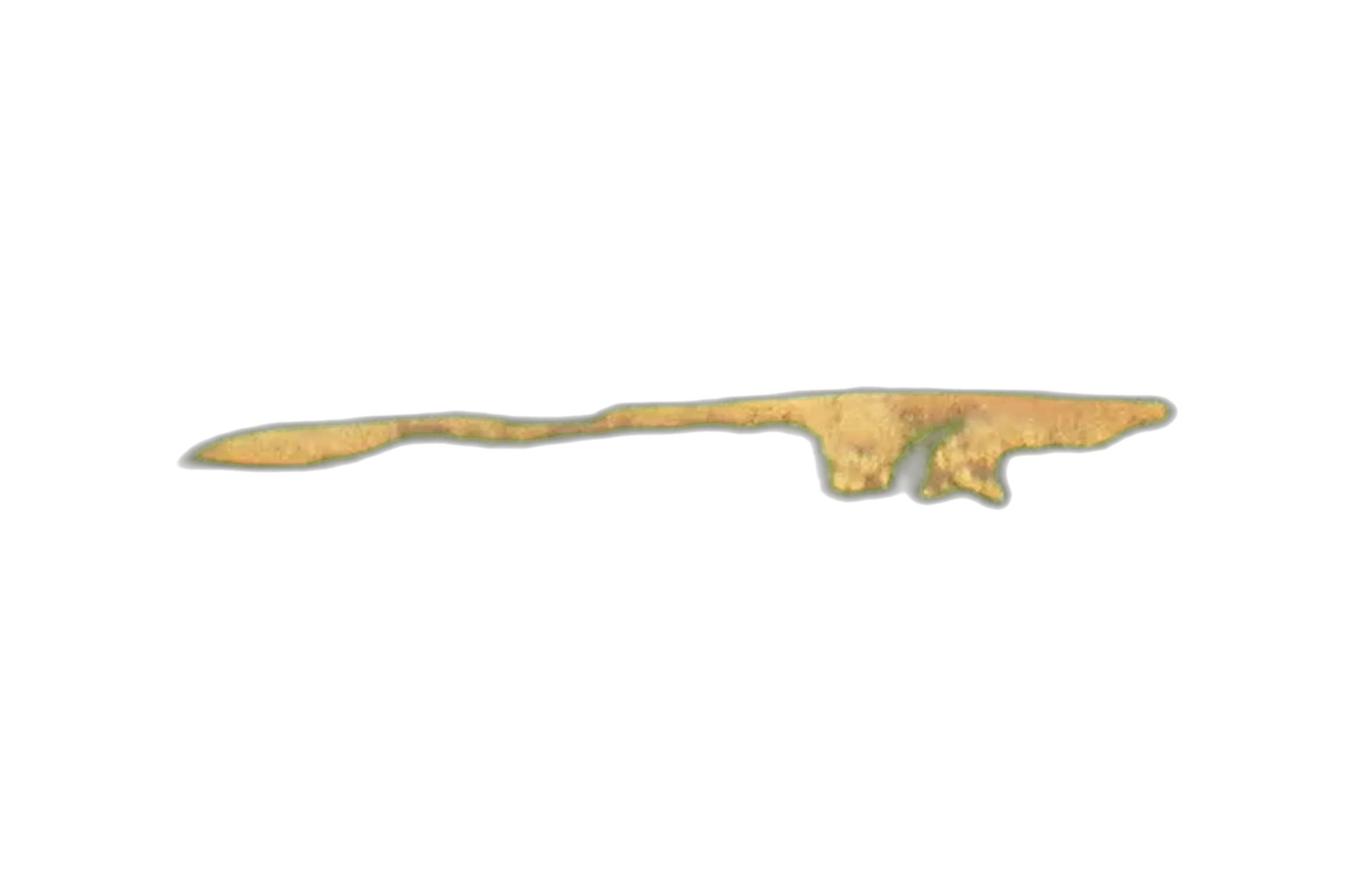 Western galaxias (Galaxias occidentalis) specimen