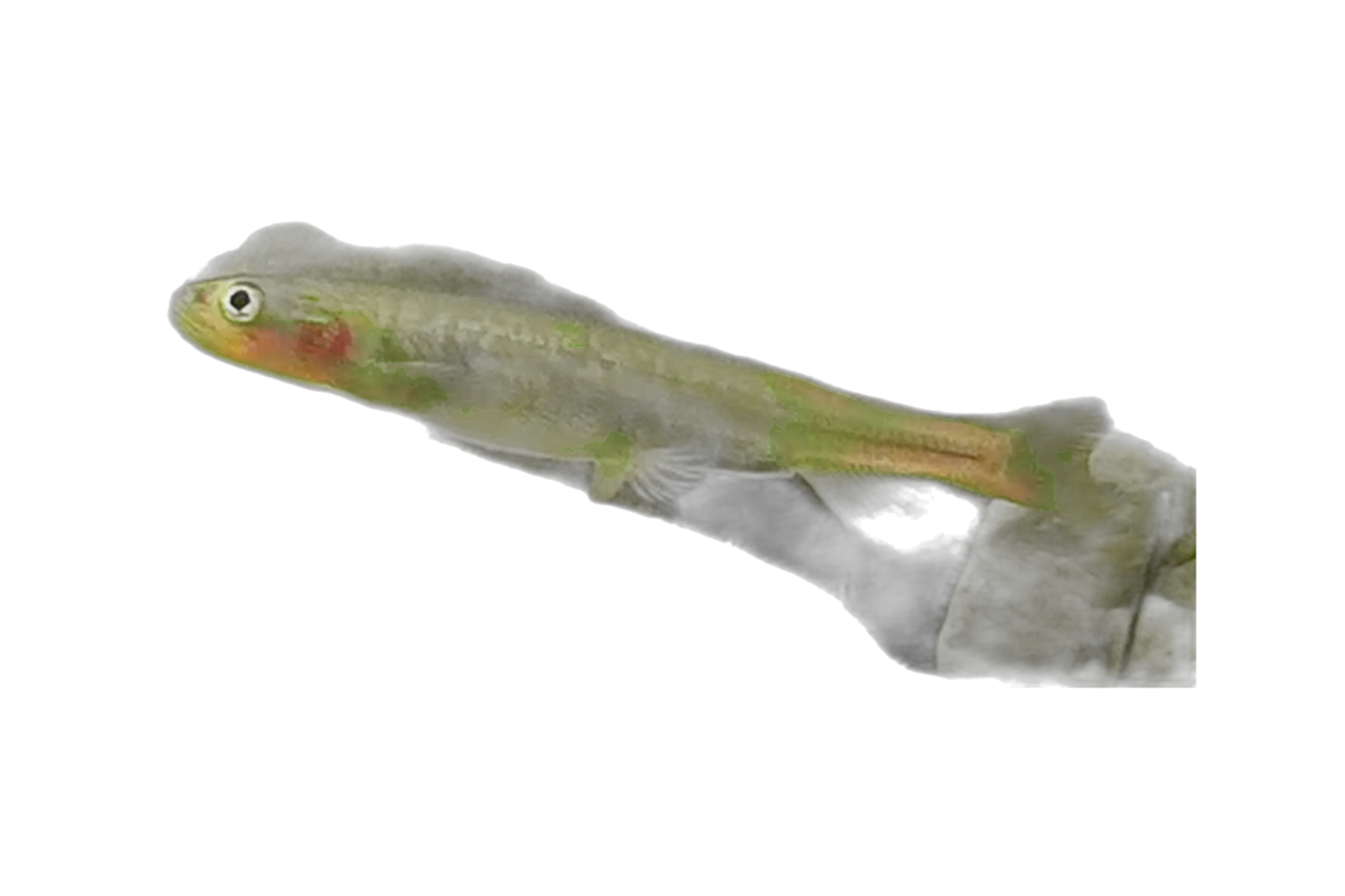 Obscure Galaxias (Galaxias oliros) specimen