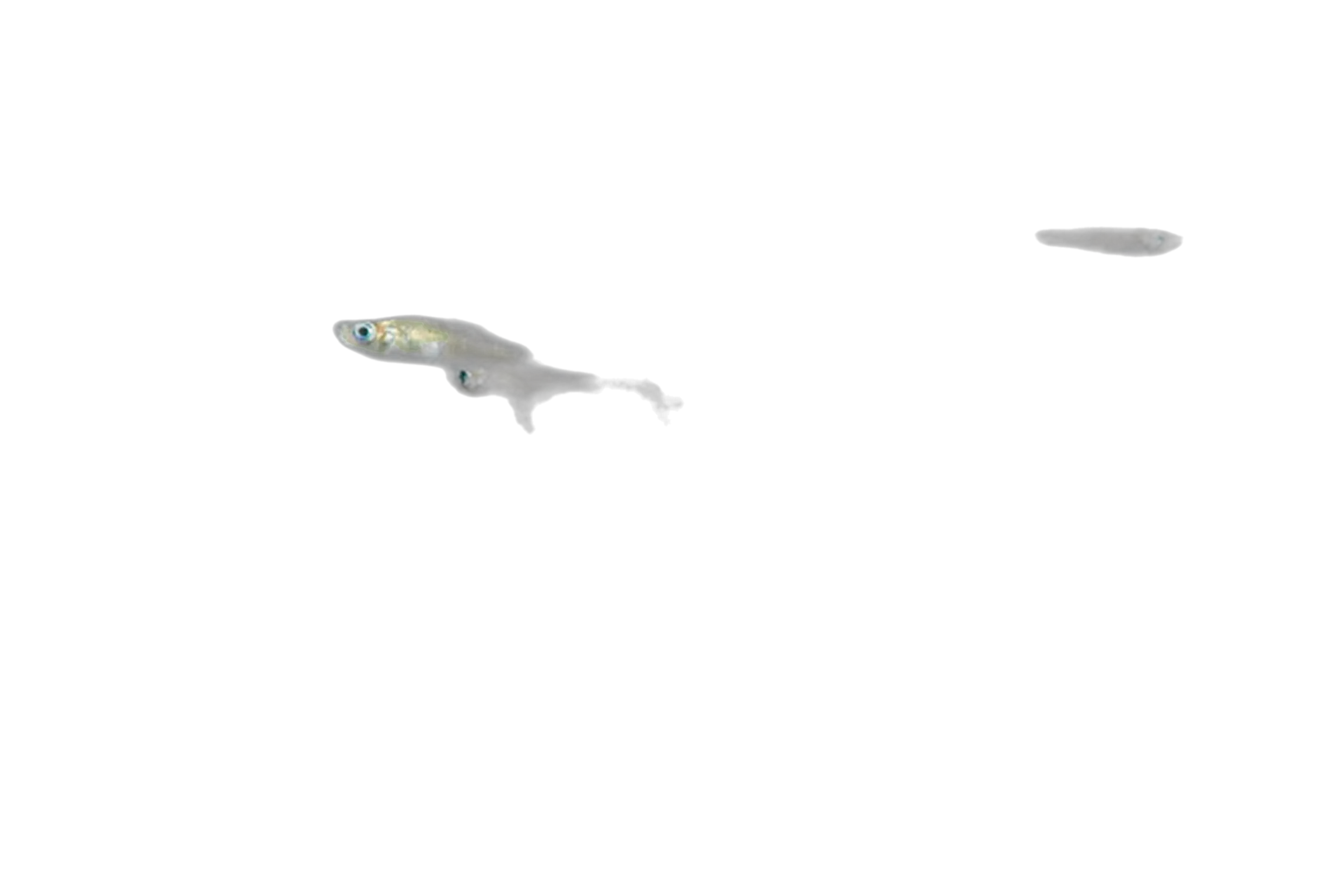 Bahamas mosquitofish (Gambusia manni) specimen