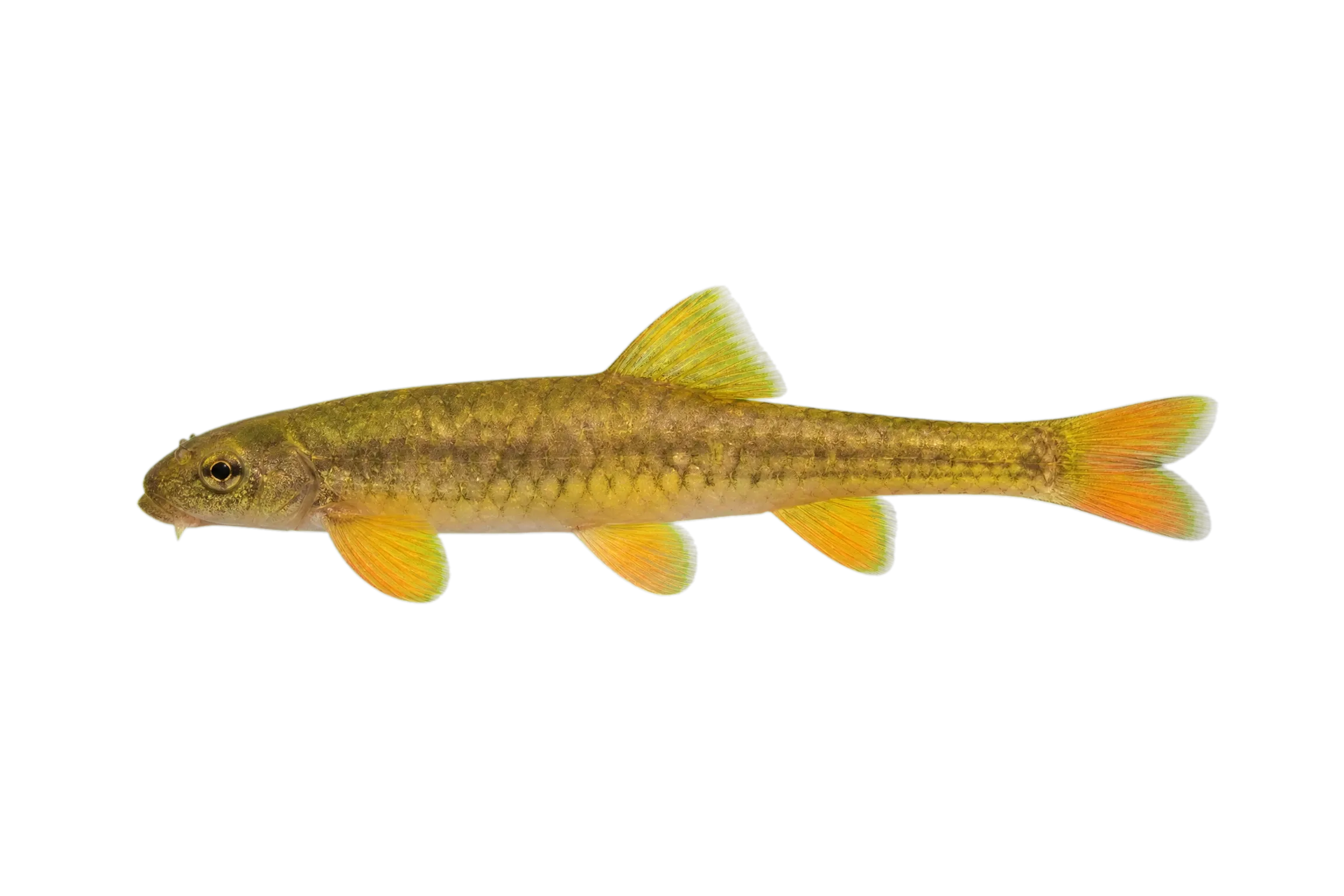 Garra surgifrons (Garra surgifrons) specimen