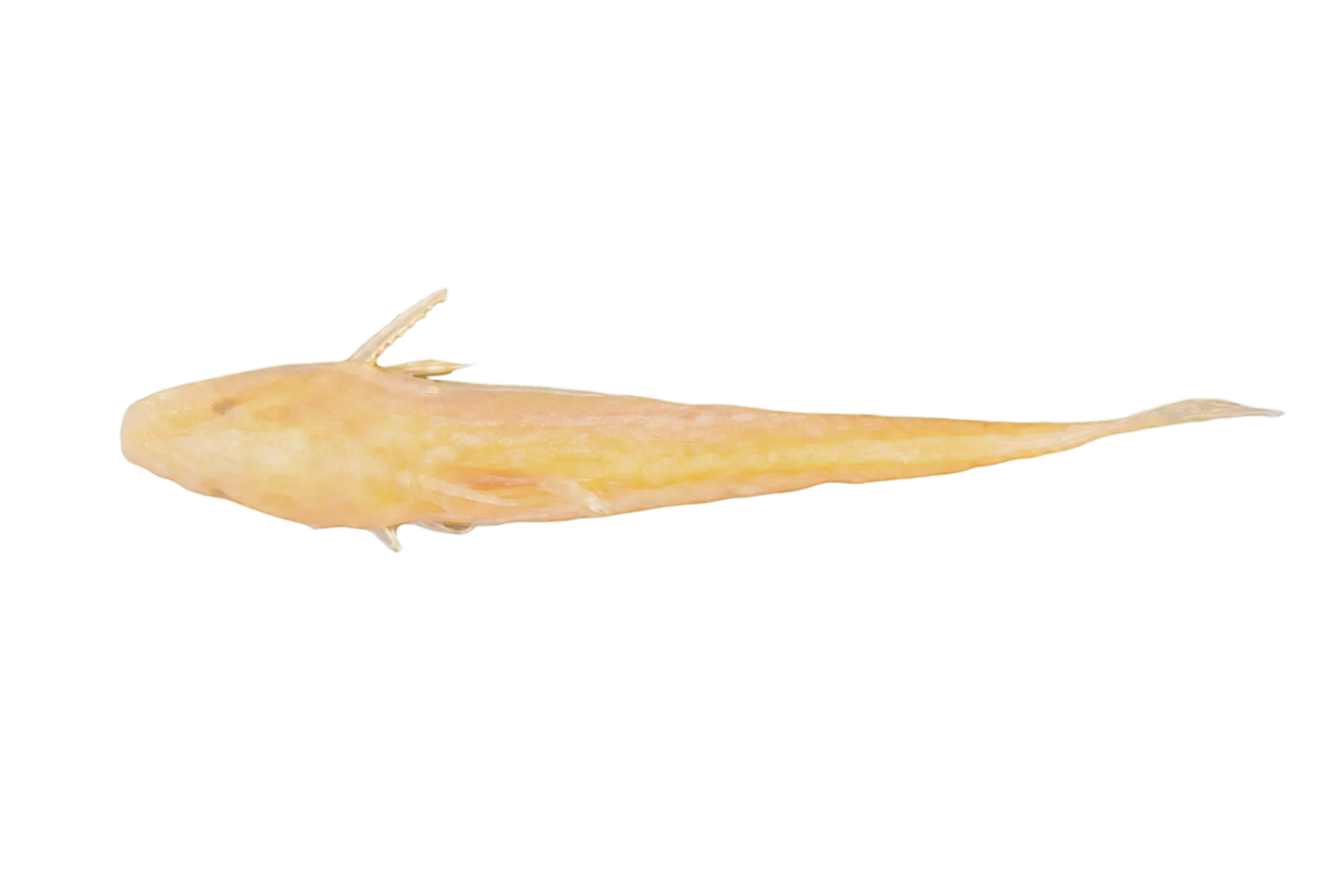 Gelanoglanis stroudi (Gelanoglanis stroudi) specimen