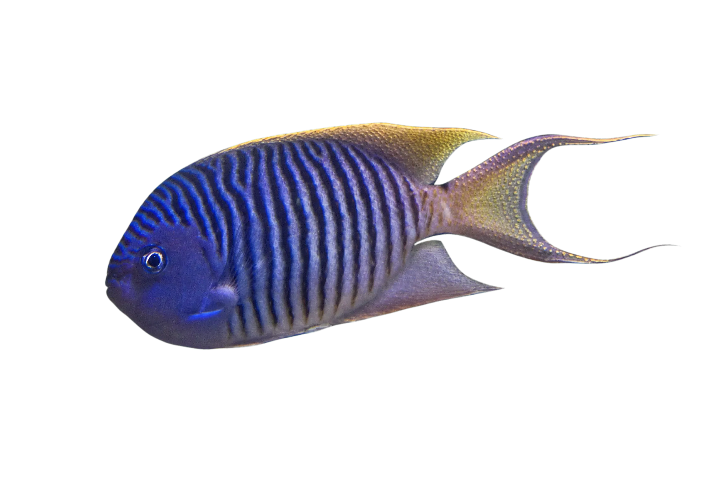 Spotbreast angelfish (Genicanthus melanospilos) specimen