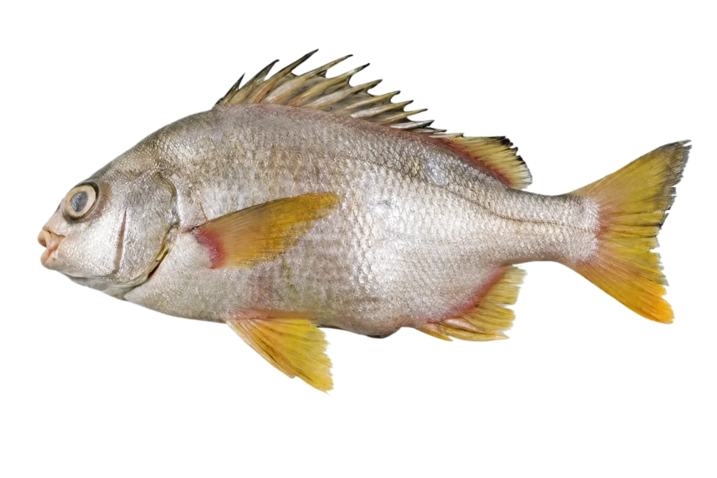Torroto Grunt (Genyatremus cavifrons) specimen
