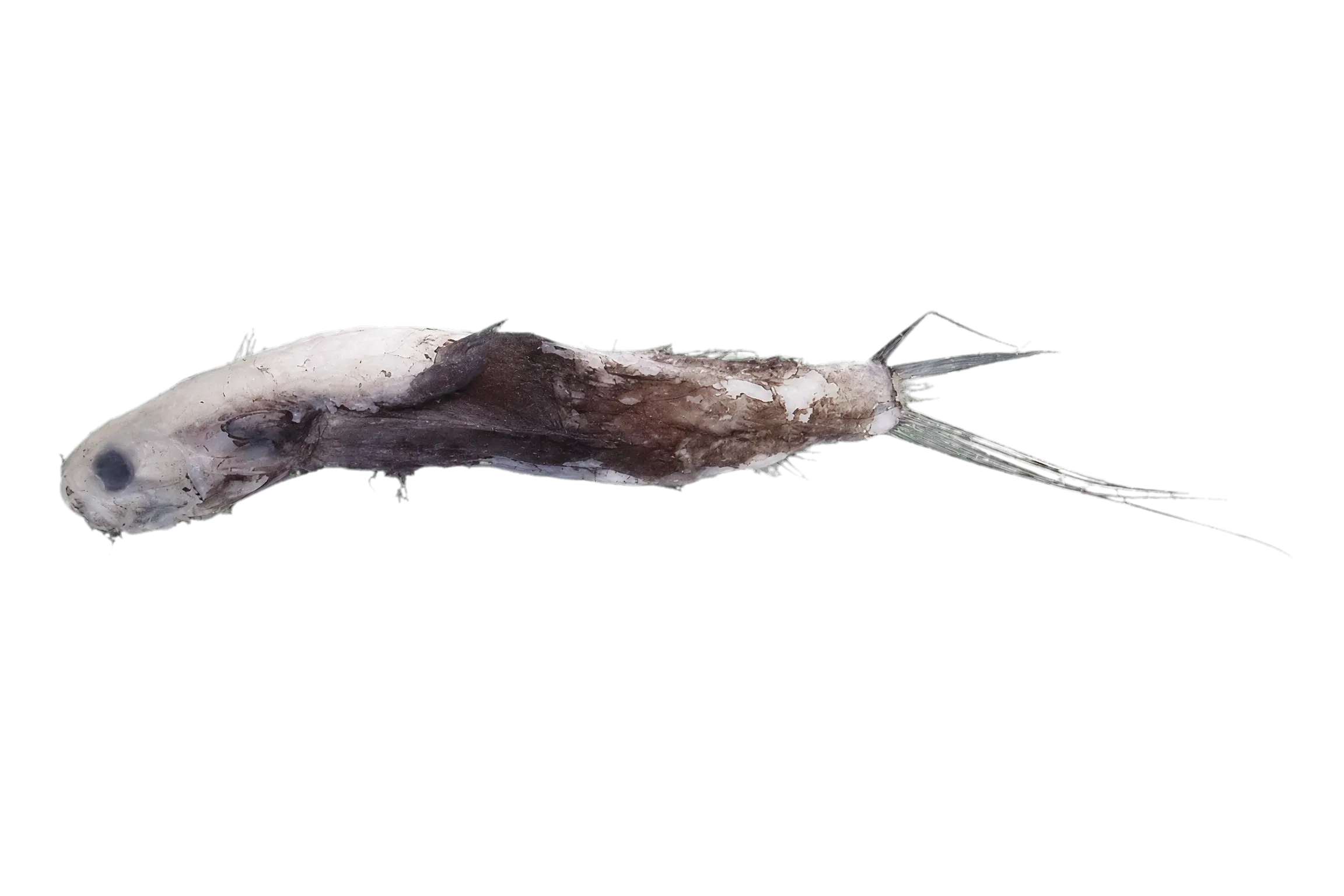 Gigantura (Gigantura chuni) specimen