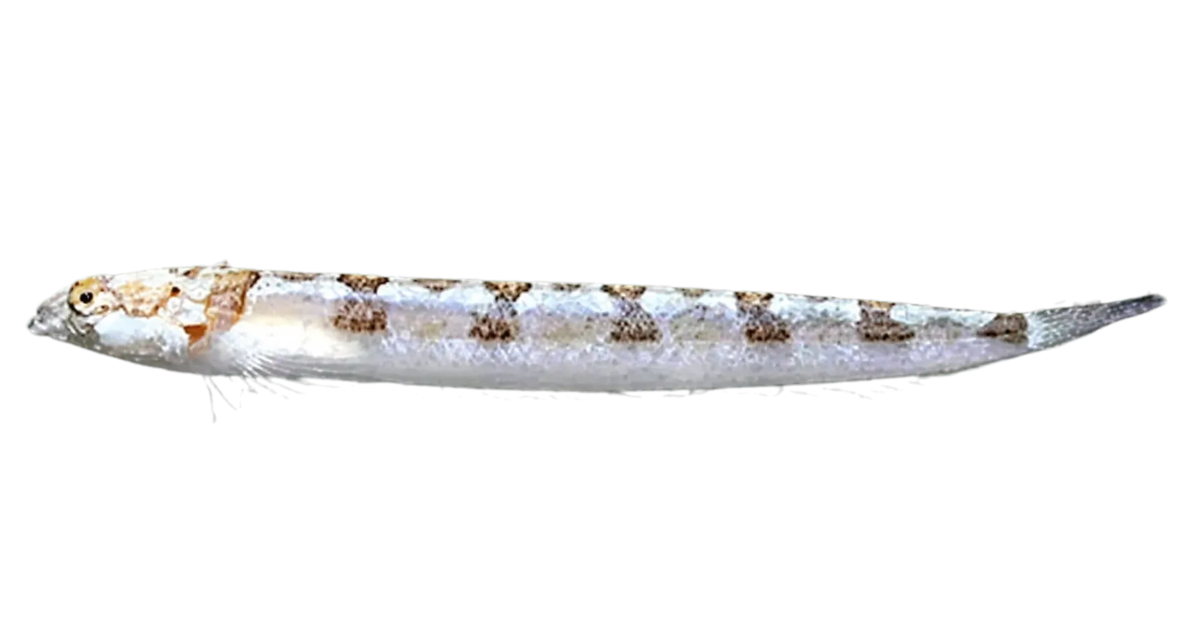 sandloving stargazer (Gillellus arenicola) specimen
