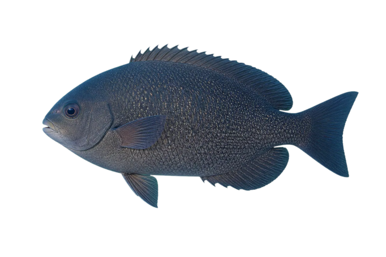Juan Fernández Nibbler (Girella albostriata) specimen