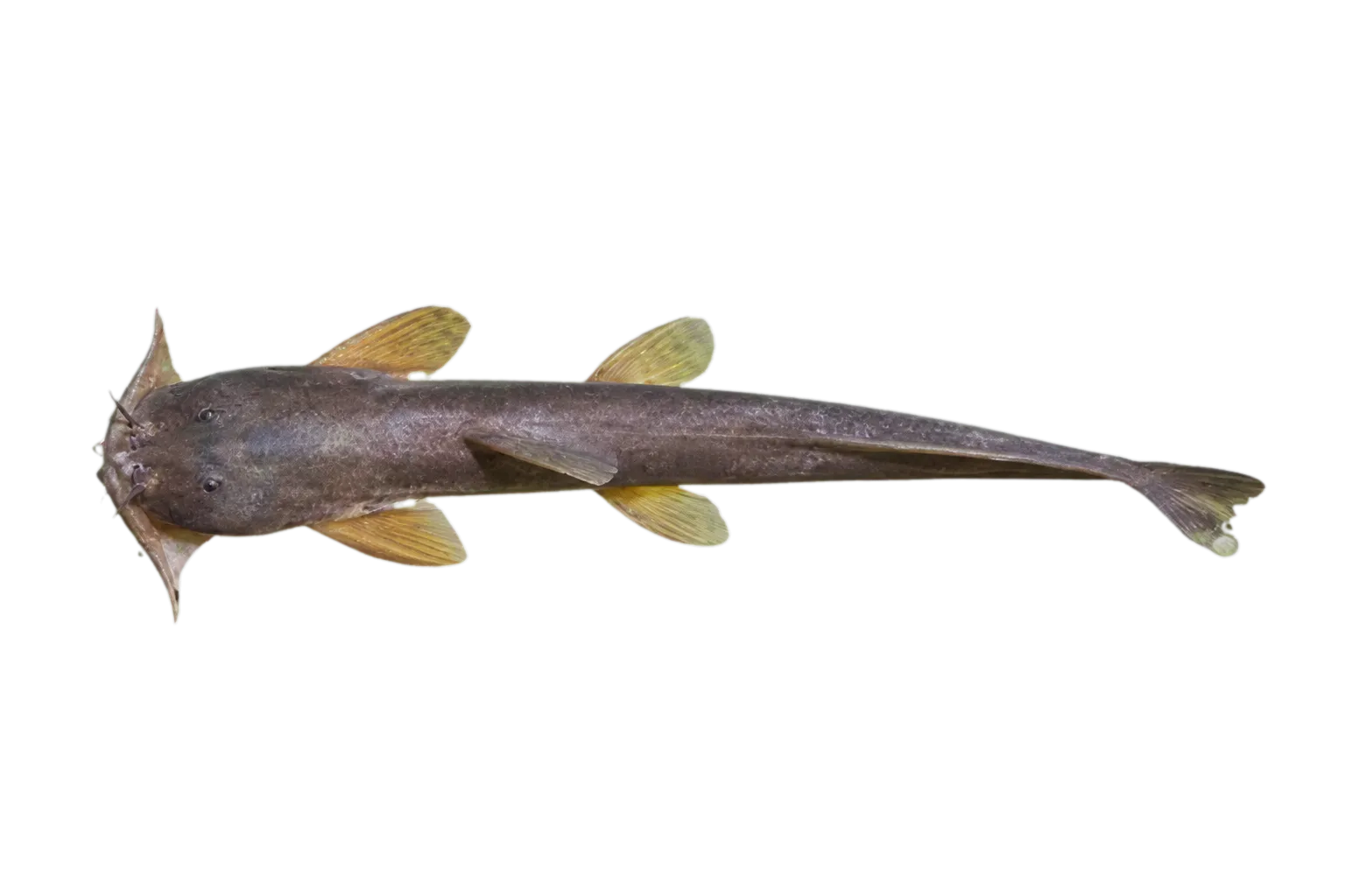 Glaridoglanis andersonii (Glaridoglanis andersonii) specimen