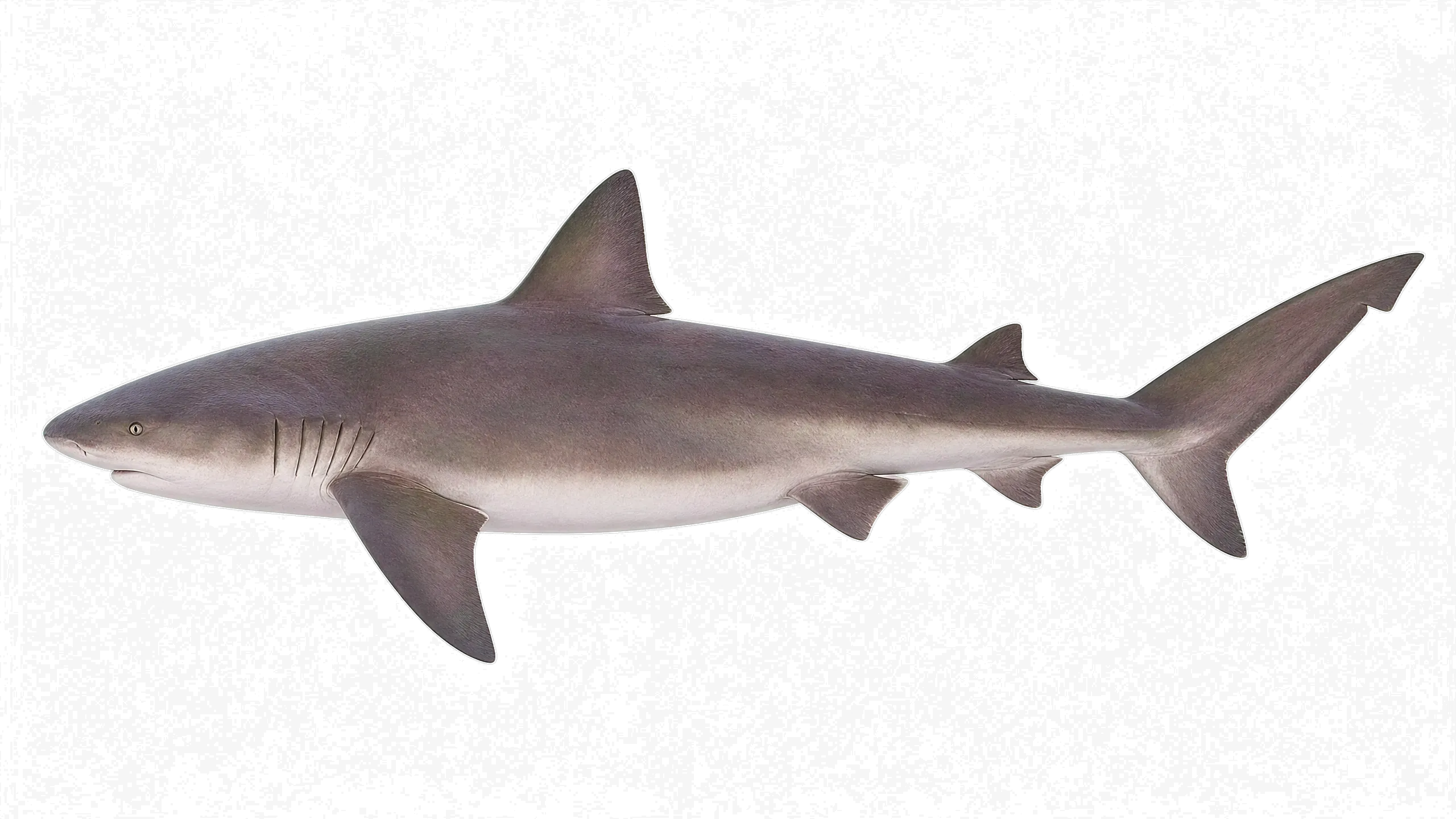Ganges shark (Glyphis gangeticus) specimen