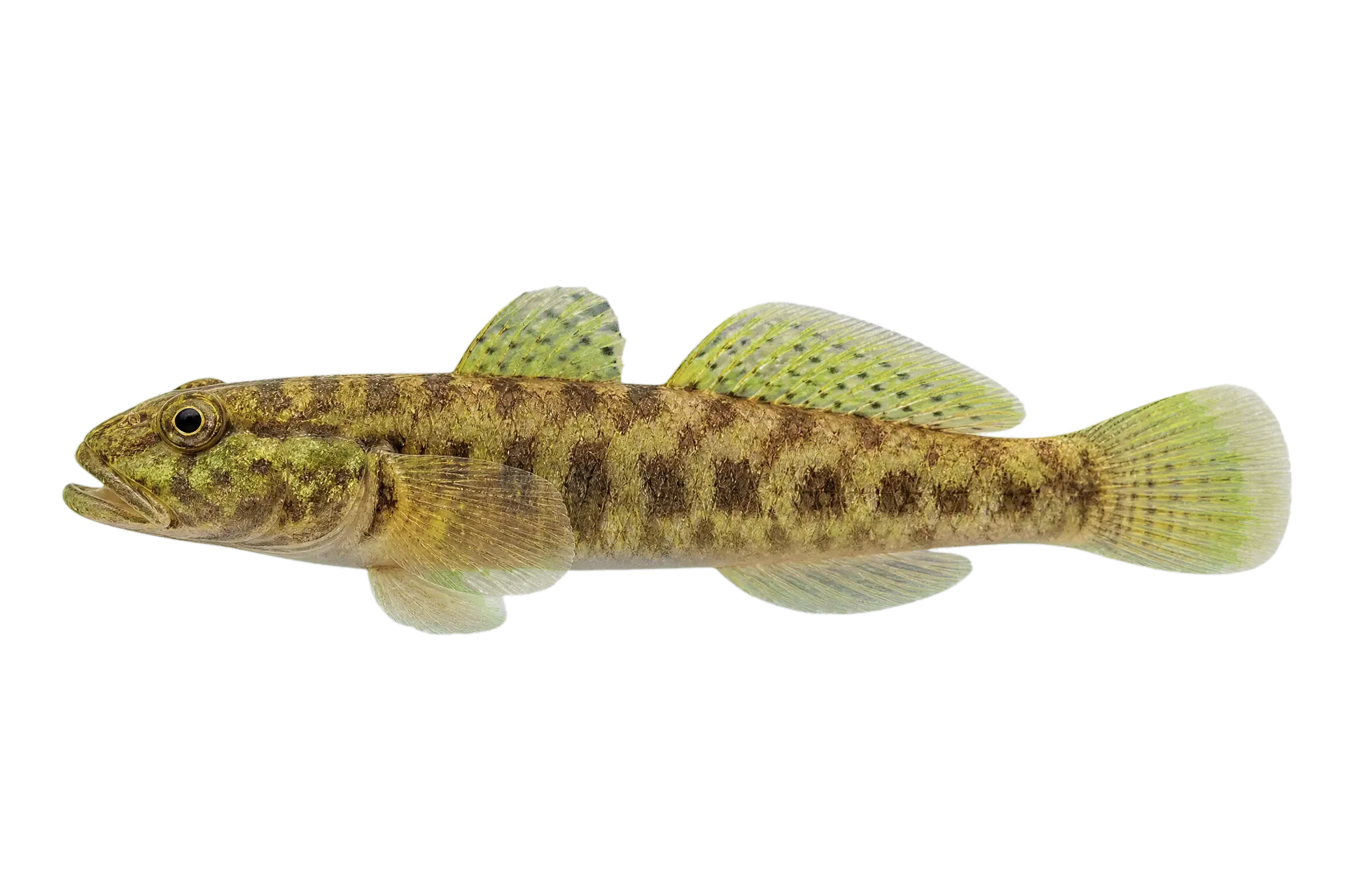 Willowy flounder (Glyptocephalus kitaharae) specimen