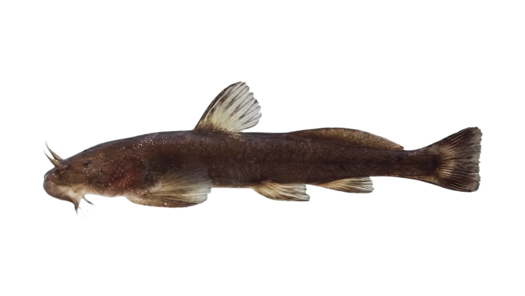 Glyptosternon akhtari (Glyptosternon akhtari) specimen