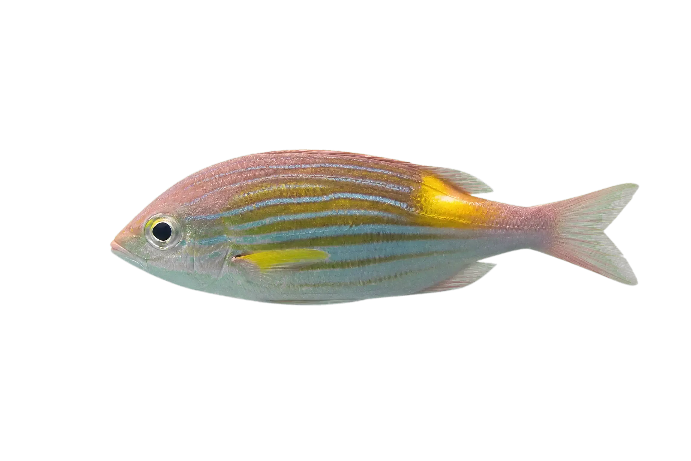 striped large-eye bream (Gnathodentex aureolineatus) specimen