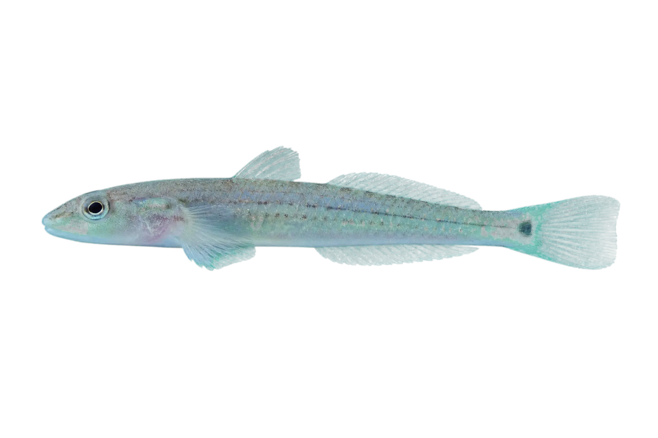 Gnatholepis caudimaculata (Gnatholepis caudimaculata) specimen
