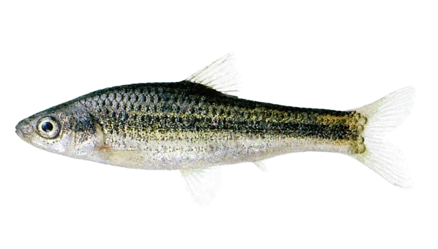 東北頜鬚鮈（Gnathopogon strigatus）标本