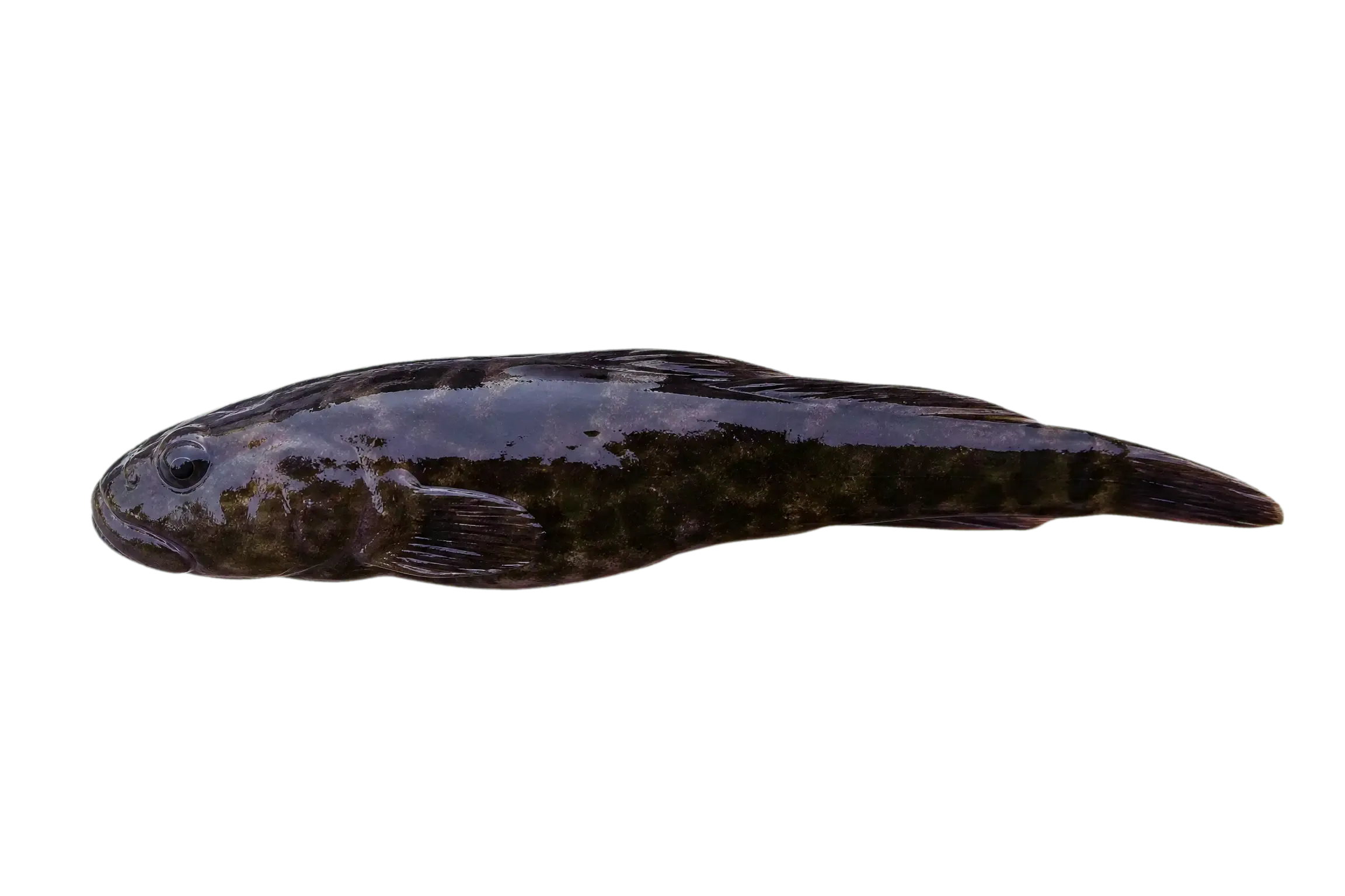 Austral Clingfish (Gobiesox marmoratus) specimen