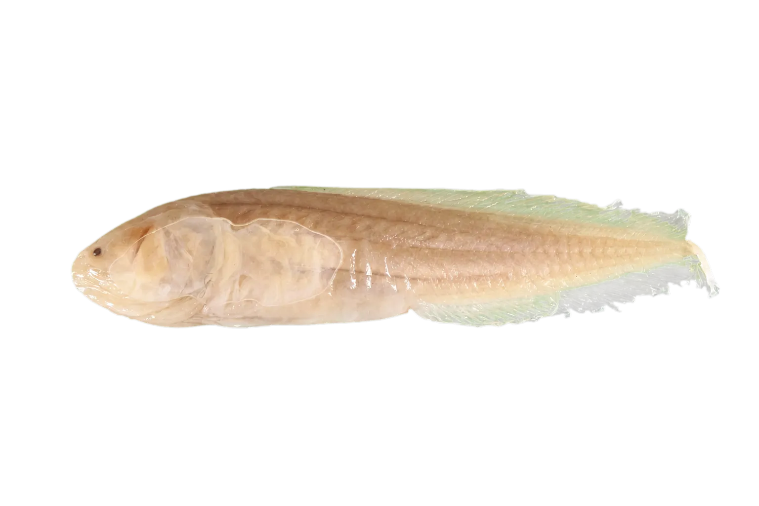 gold brotula (Gunterichthys longipenis) specimen
