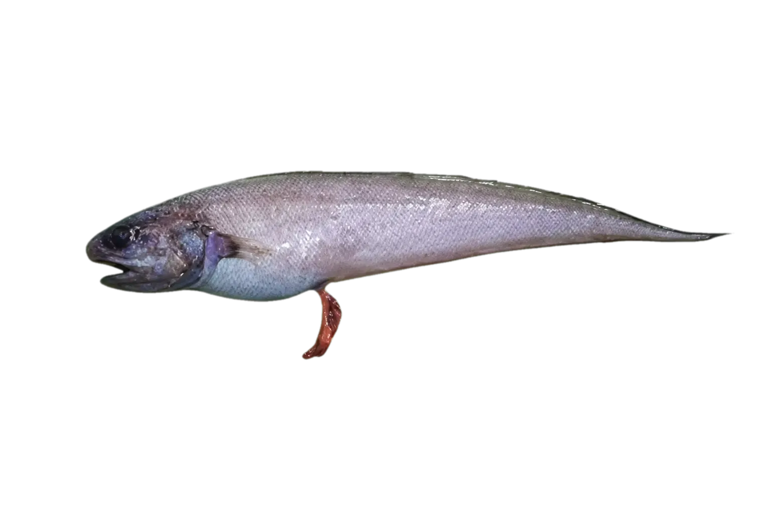 Guttigadus latifrons (Guttigadus latifrons) specimen