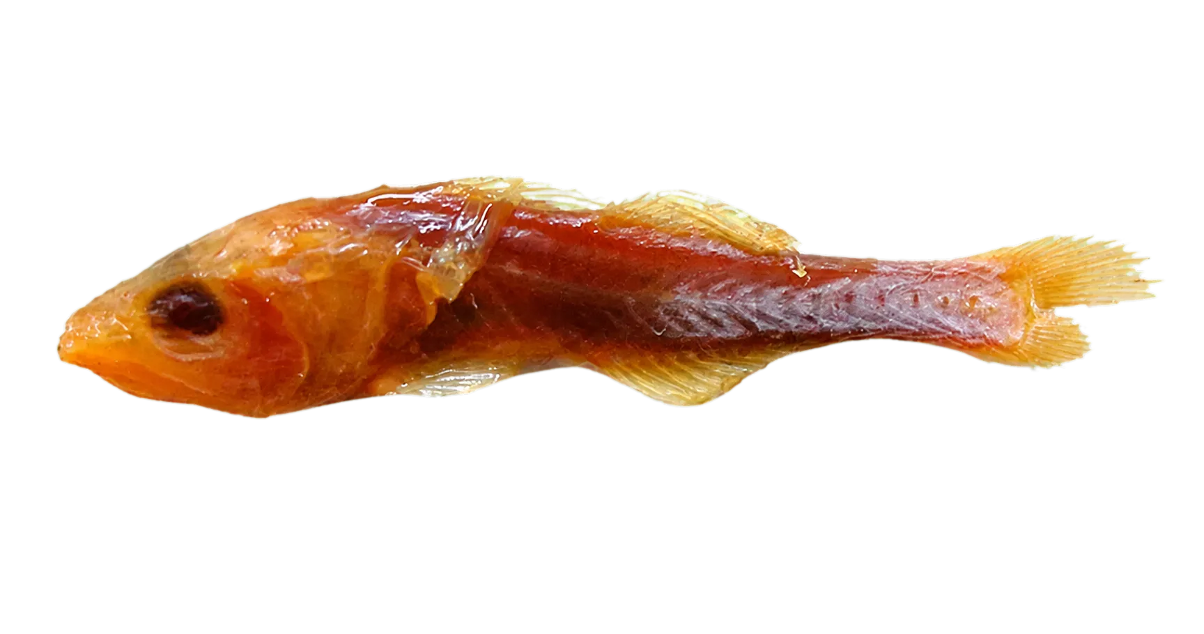 Naked cardinalfish (Gymnapogon annona) specimen