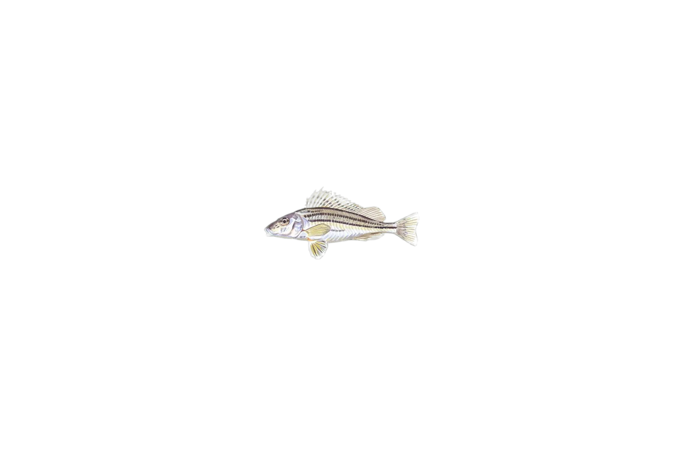 striped ruffe (Gymnocephalus schraetser) specimen