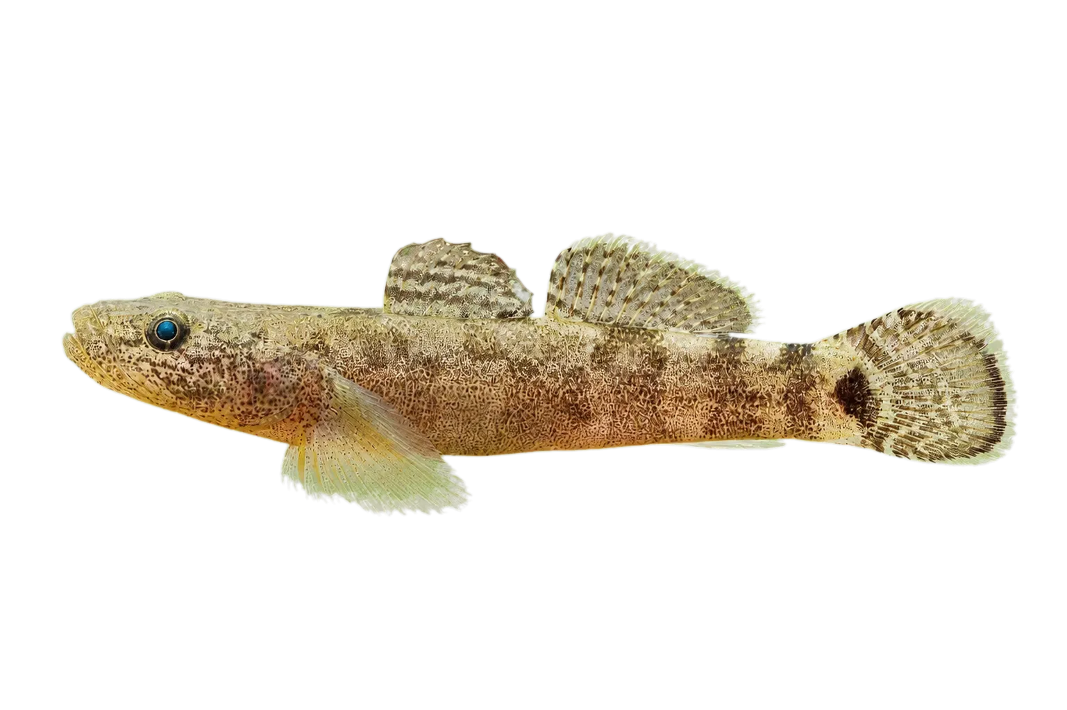 Floating goby (Gymnogobius petschiliensis) specimen