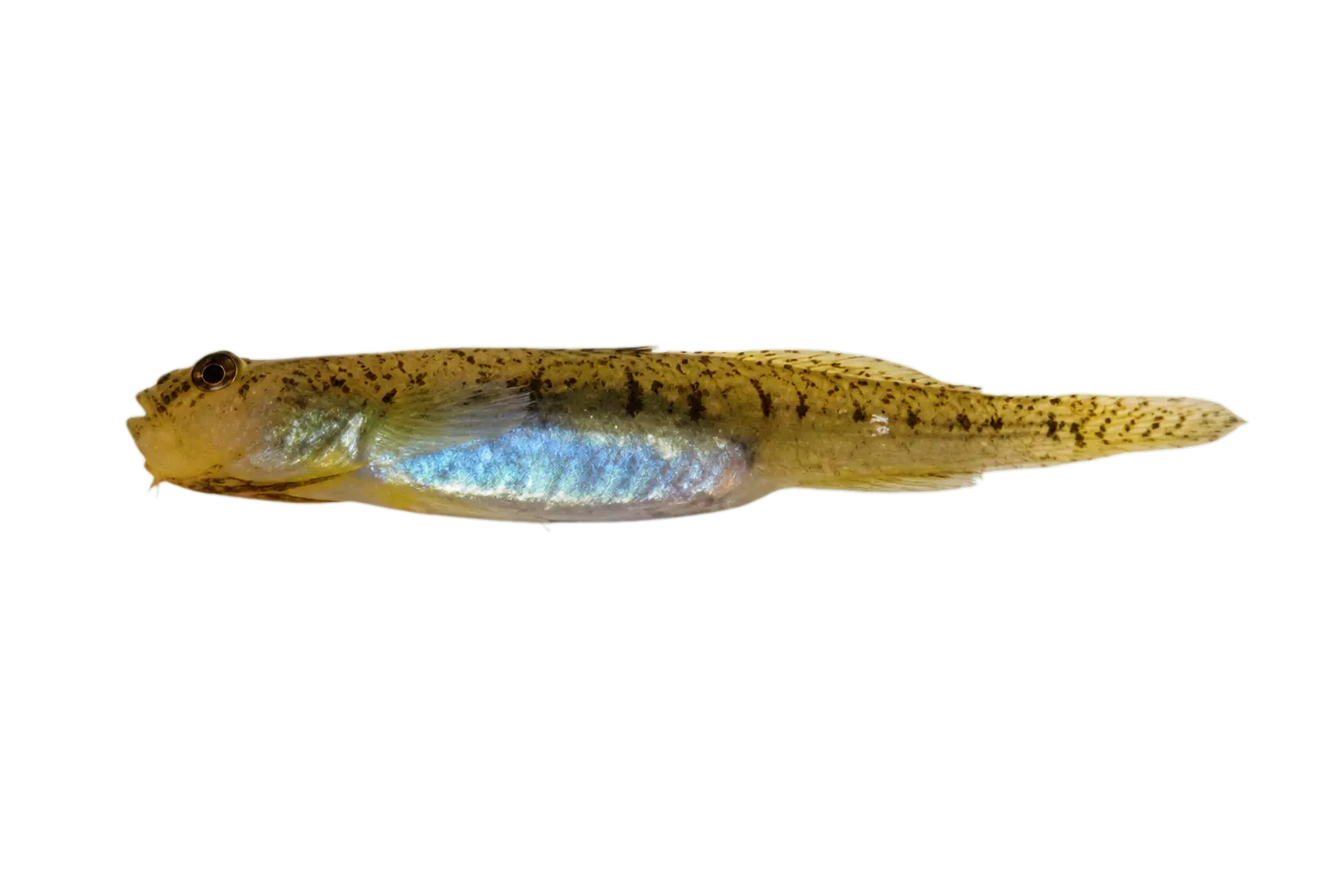 Gymnogobius uchidai (Gymnogobius uchidai) specimen
