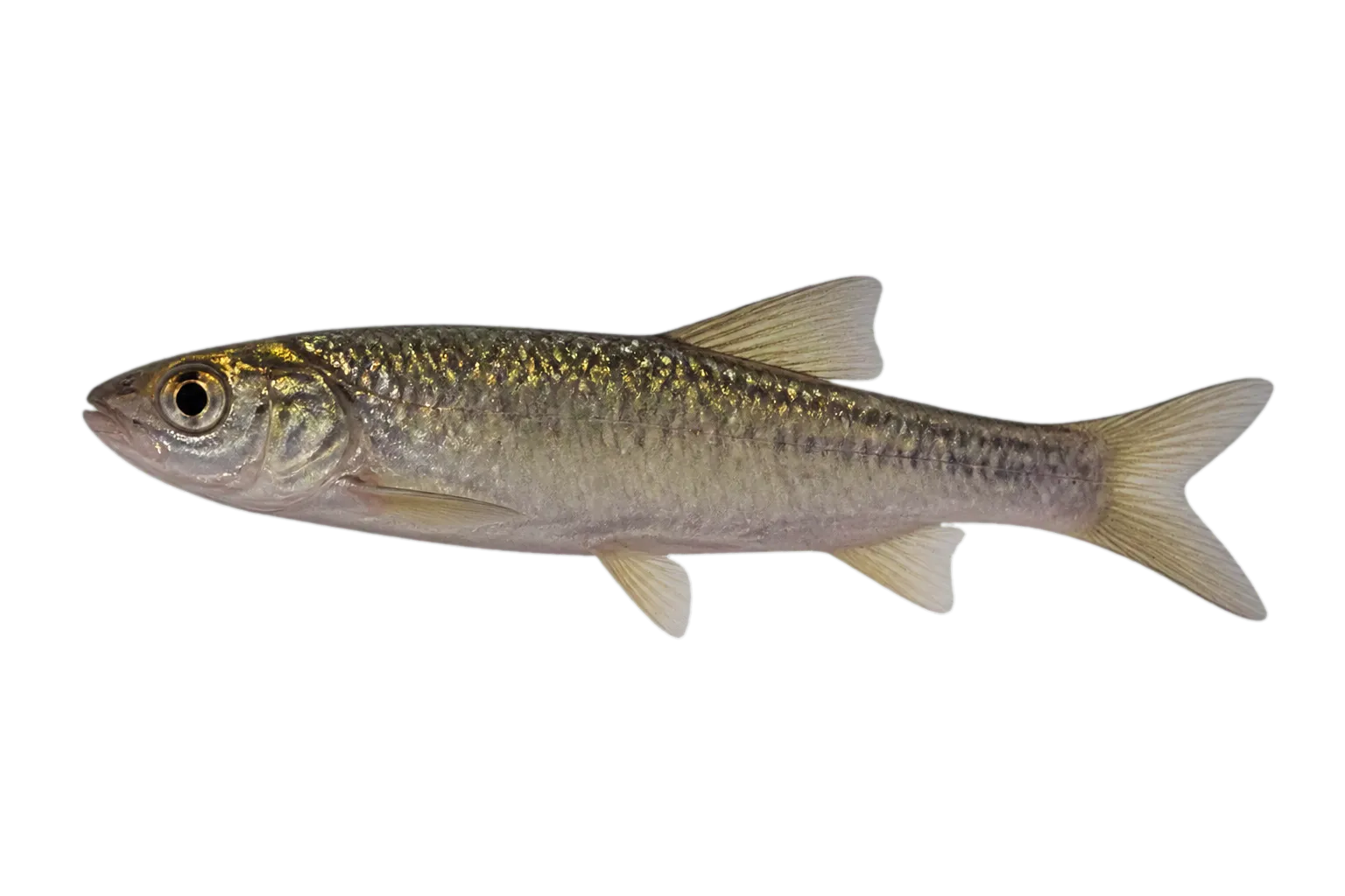 Gymnostomus horai (Gymnostomus horai) specimen